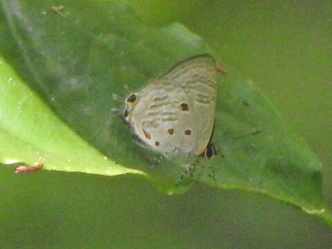 Imagem de Anthene rubrimaculata (Strand 1909)