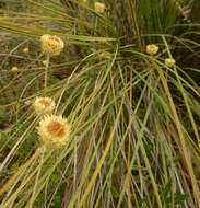 Plancia ëd Coronidium scorpioides (Labill.) Paul G. Wilson