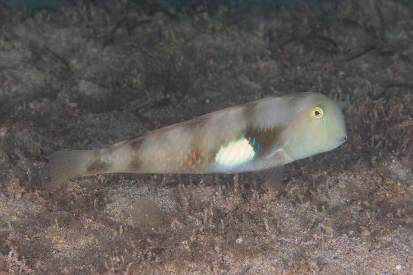 Image of Whitepatch razorfish