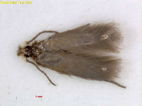 Image of <i>Stigmella spinosissimae</i> (Waters 1928) Beirne 1945