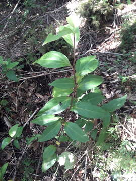 Image of Griselinia racemosa (Phil.) Taub.