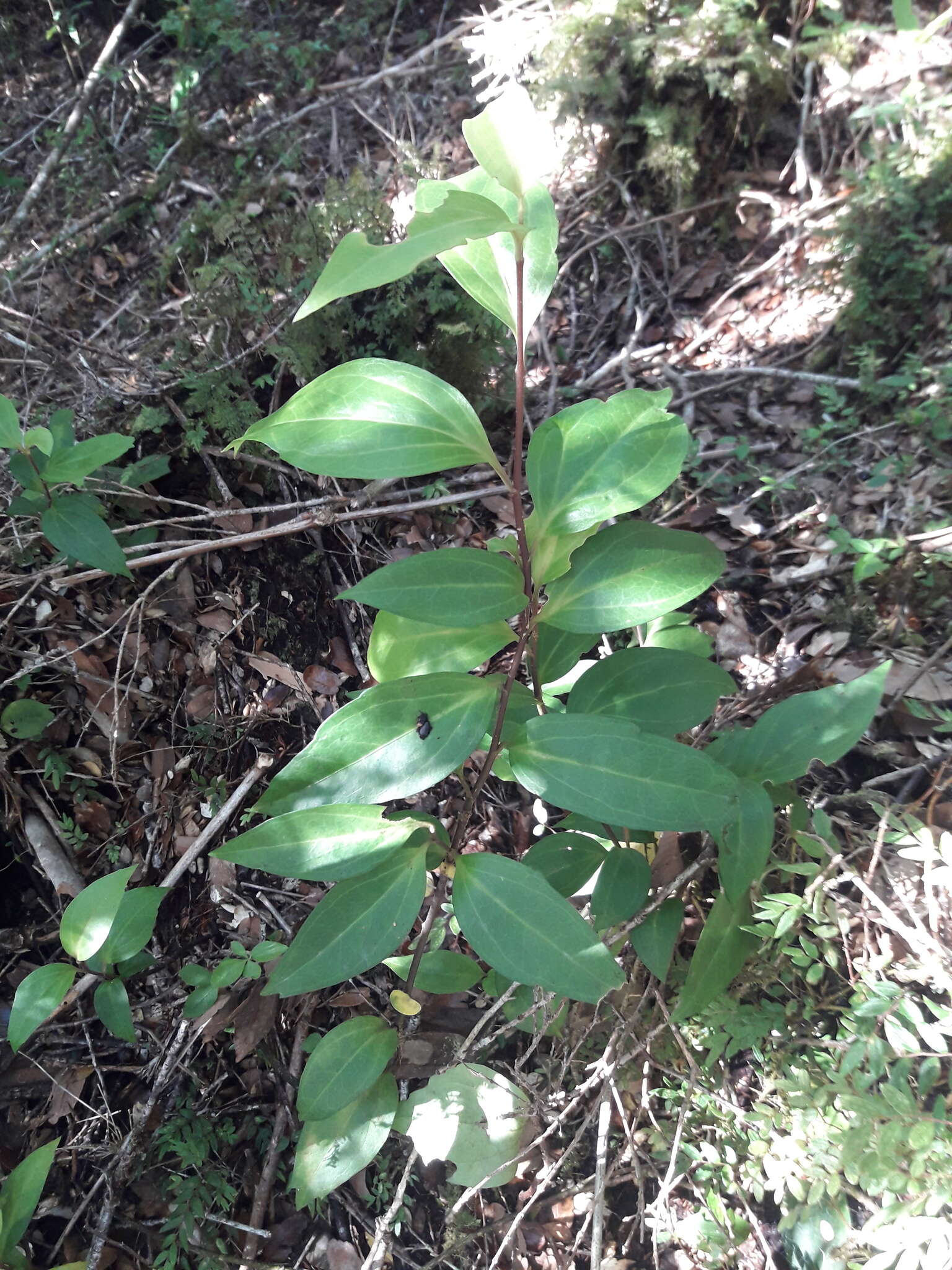 Griselinia racemosa (Phil.) Taub.的圖片