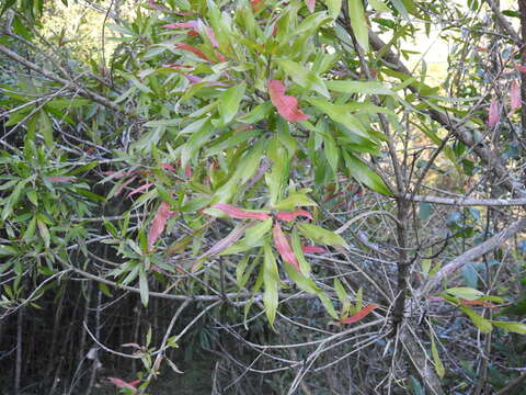 Слика од Pouteria gardneriana (A. DC.) Radlk.