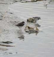 Image of Tundra Ringed Plover