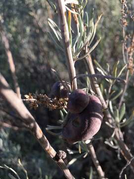 Image of Rhopalomyia calvipomum Gagne 1983