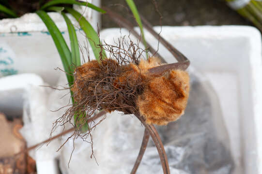 Image of Chain Fern Rhizome