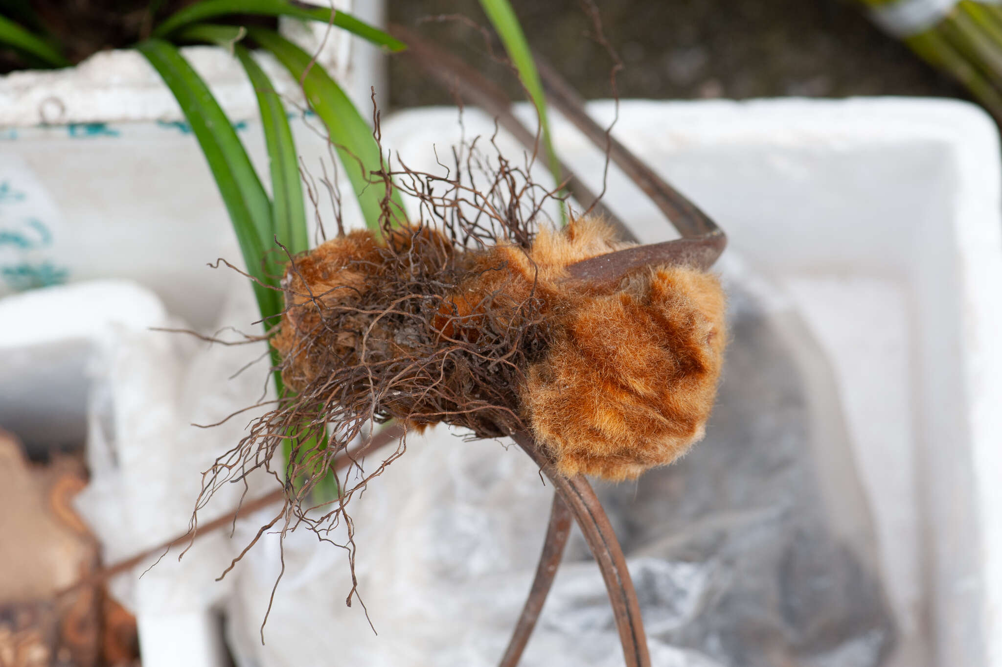 Image of Chain Fern Rhizome