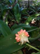 Image of Haemanthus albiflos Jacq.