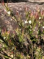 Image of Austromyrtus tenuifolia (Sm.) Burret