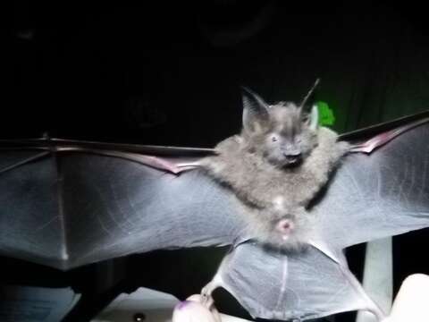 Image of Long-legged bat