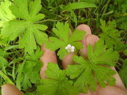 Image of Australasian geranium