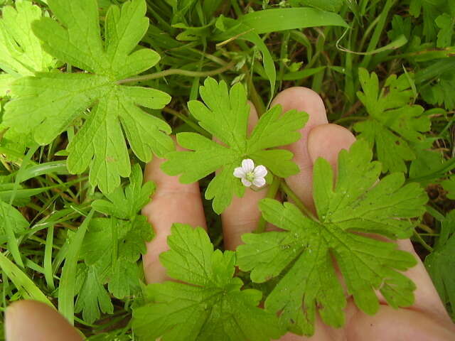 Image of Australasian geranium