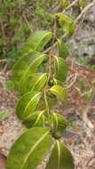 Image of Polysphaeria lepidocarpa Verdc.