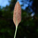 Image of Elaphoglossum pteropus C. Chr.