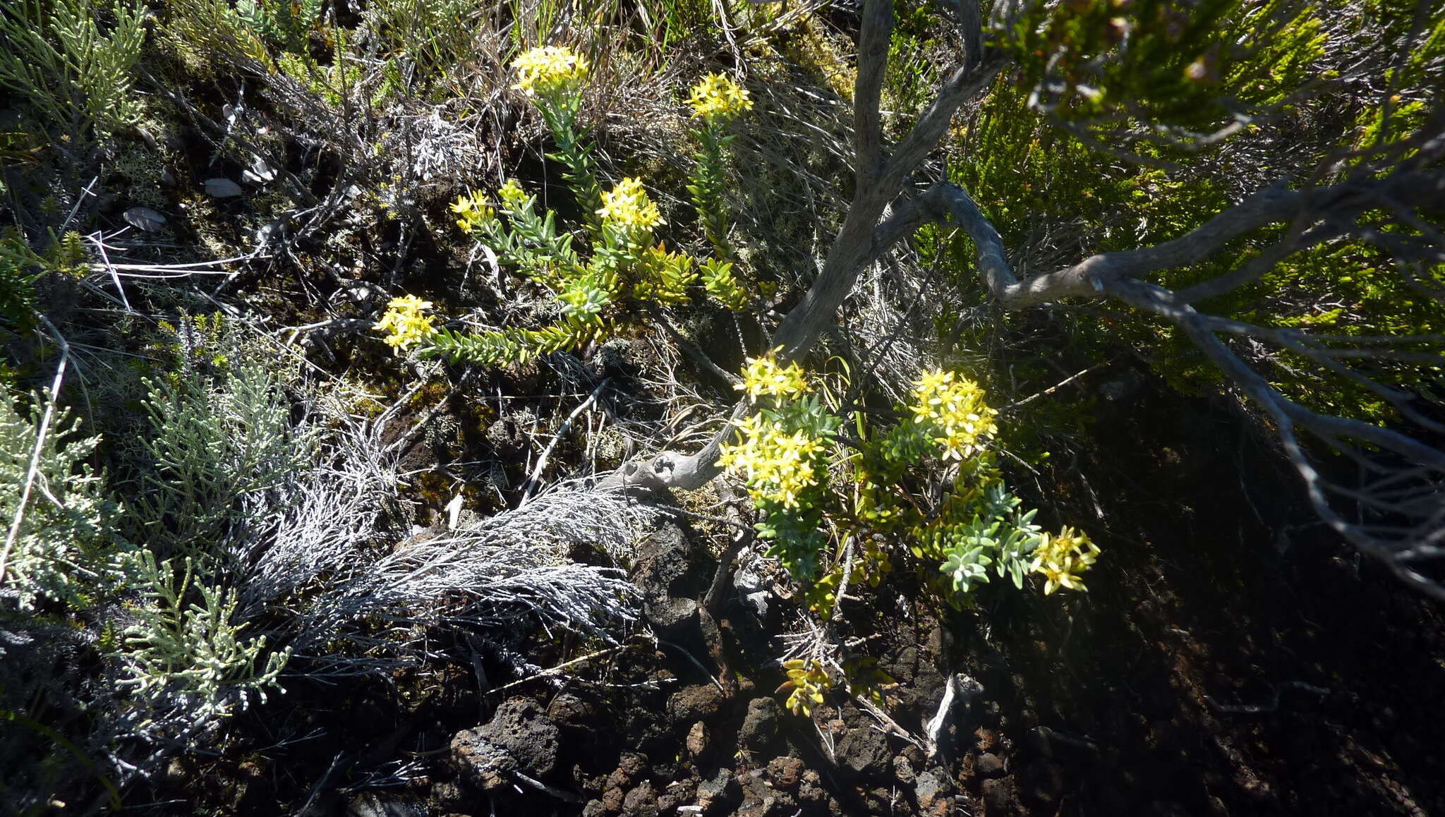 Image of Hubertia tomentosa Bory