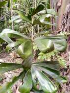 Image of Dypsis pinnatifrons Mart.