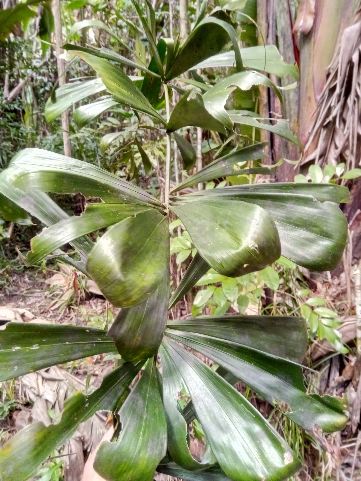 Image of Dypsis pinnatifrons Mart.