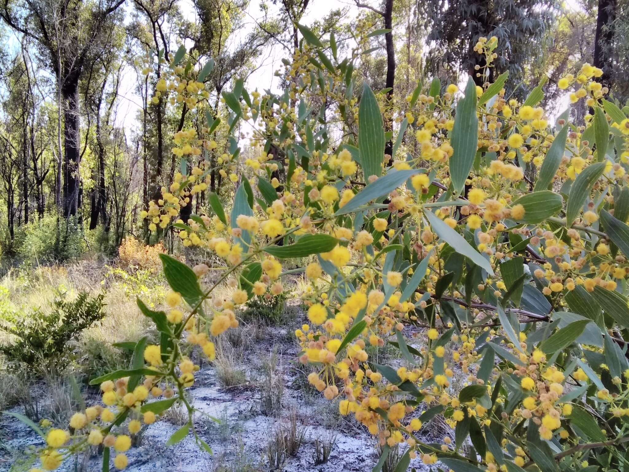 Image of Acacia complanata A. Cunn. ex Benth.