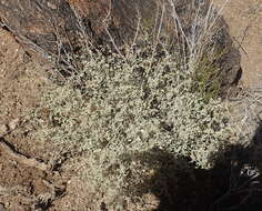 Image of Hermannia minutiflora Engl.