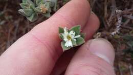 Image of Delosperma invalidum (N. E. Br.) N. E. K. Hartmann