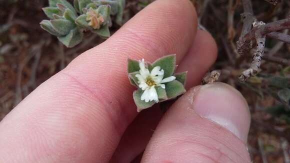 صورة Delosperma invalidum (N. E. Br.) N. E. K. Hartmann