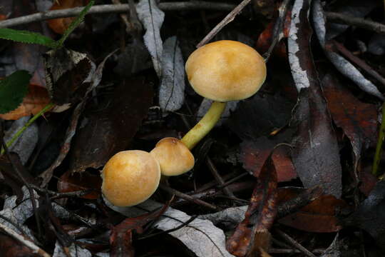 Image of Hypholoma fasciculare (Huds.) P. Kumm. 1871