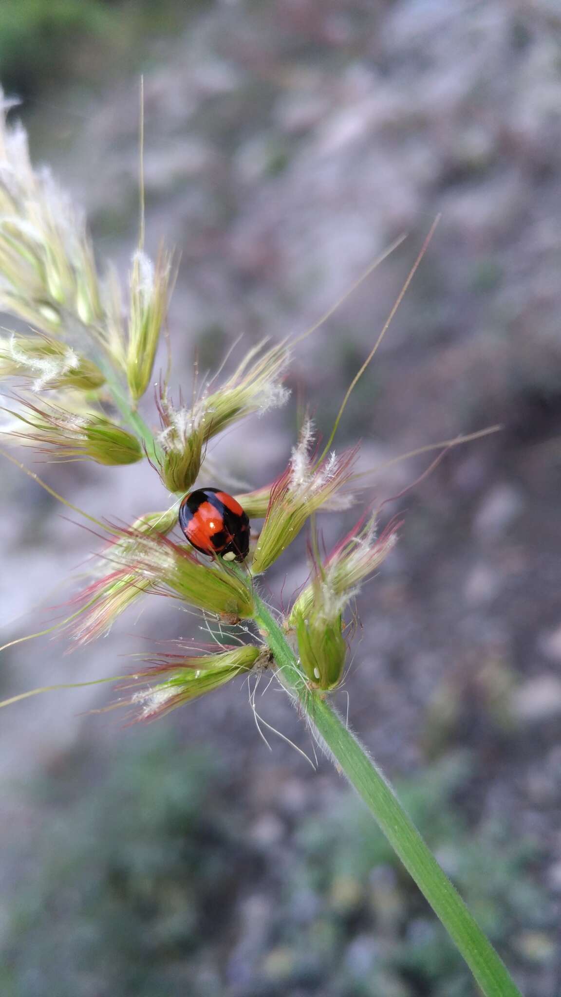 Coelophora biplagiata (Swartz 1808) resmi