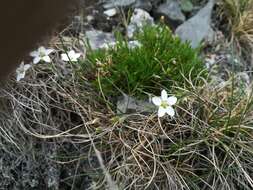 Imagem de Sabulina verna (L.) Rchb.