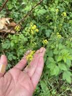 Image of mountain tansymustard