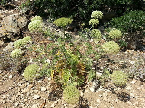 Imagem de Daucus carota subsp. commutatus (Paol.) Thell.