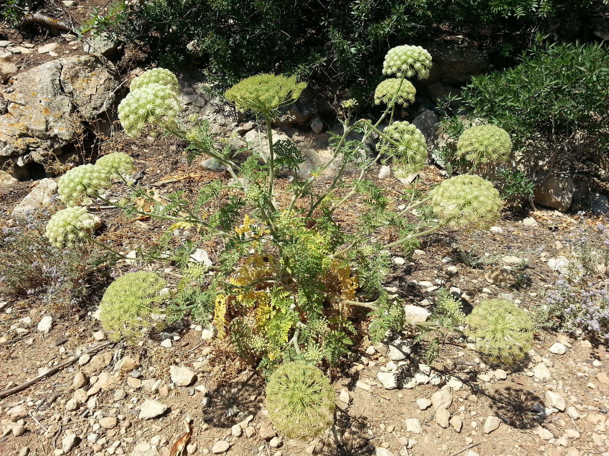 Image of Daucus carota subsp. commutatus (Paol.) Thell.