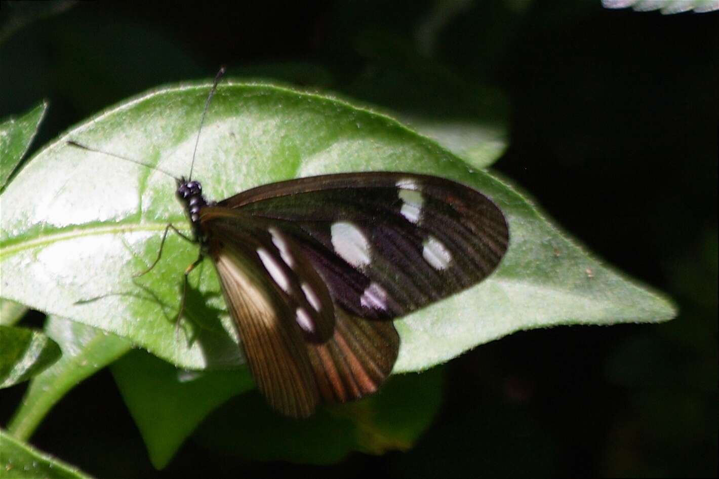 Image of Acraea lycoa Godart 1819