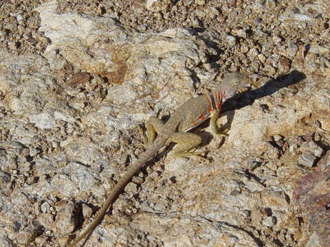 Image of Sonoran Collared Lizard