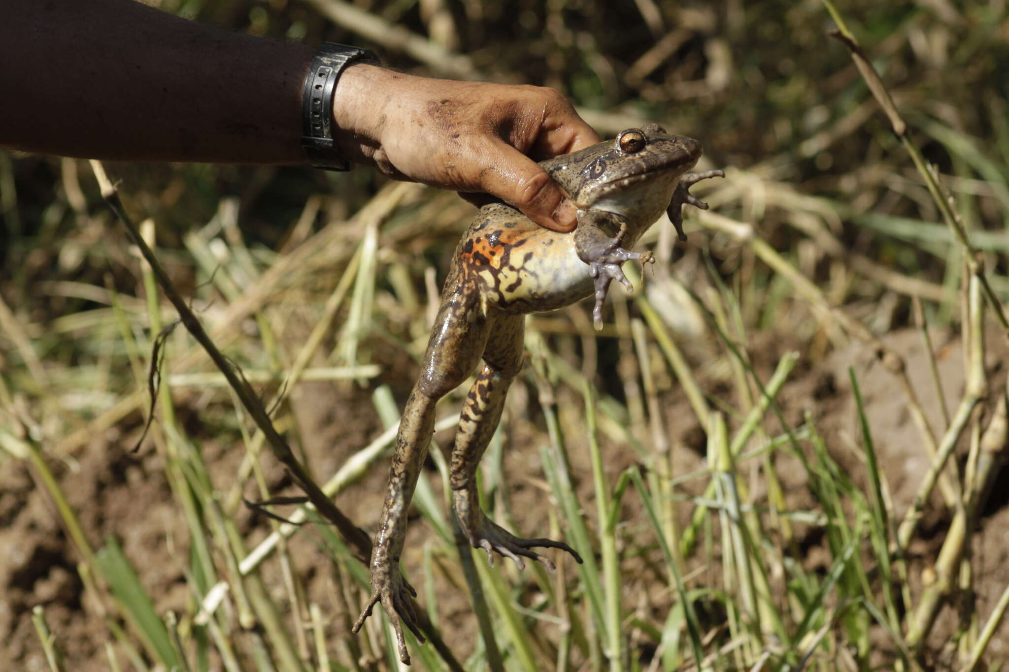 Image of Labyrinth Frog