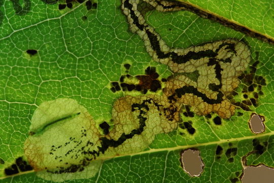 Image of <i>Ectoedemia olvina</i> Puplesis 1984