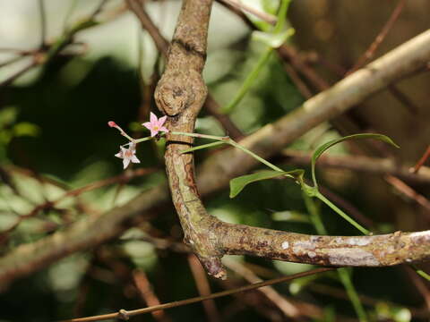 صورة Urceola rosea (Hook. & Arnott) D. J. Middleton