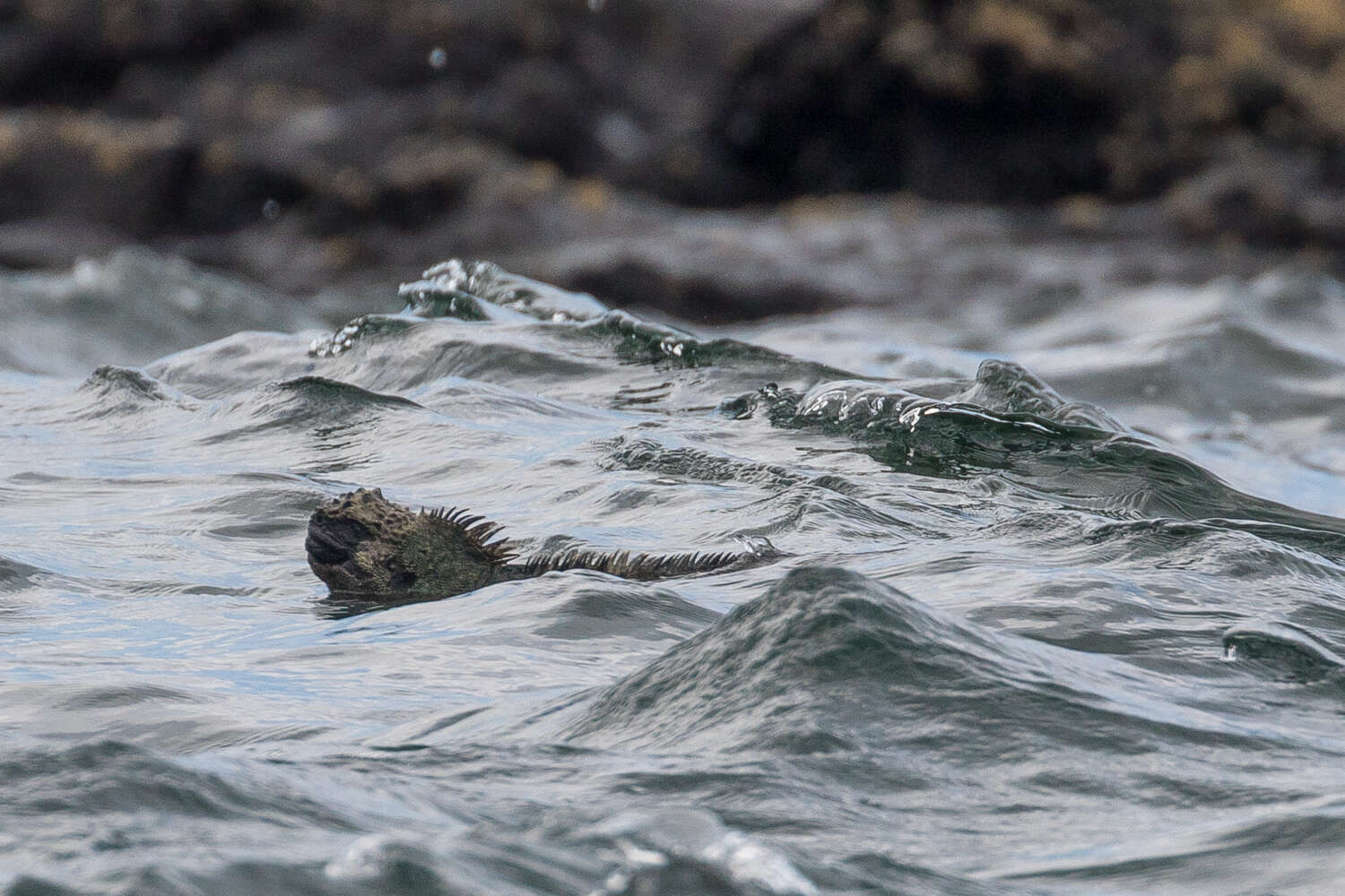 Image of marine iguana