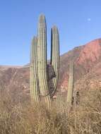 Image de Echinopsis terscheckii (J. Parm. ex Pfeiff.) H. Friedrich & G. D. Rowley