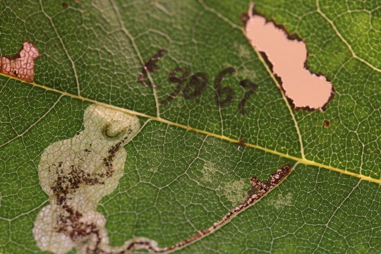 Image of <i>Ectoedemia olvina</i> Puplesis 1984