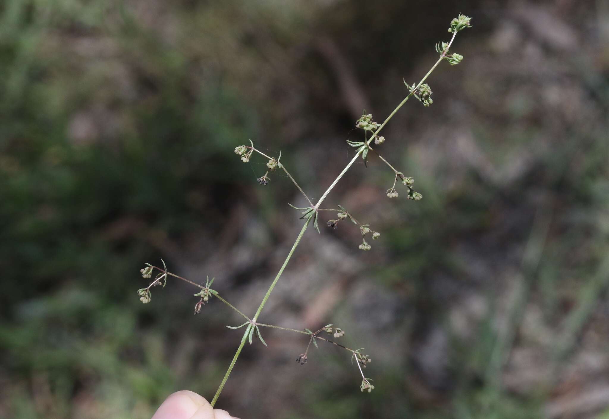 Plancia ëd Galium divaricatum Pourr. ex Lam.