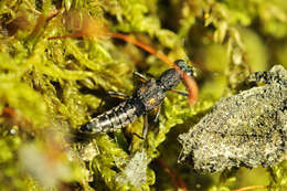 Stenus (Stenus) bimaculatus Gyllenhal 1810 resmi