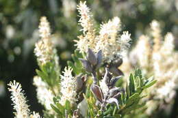 Image of Orites lancifolia F. Müll.