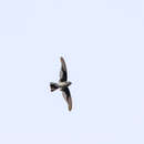 Image of Plume-toed Swiftlet