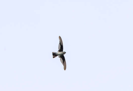 Image of Plume-toed Swiftlet