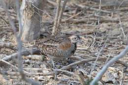 Image of Madagascan Buttonquail