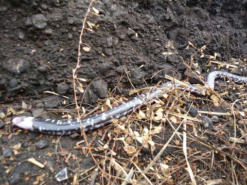 Image of Speckled Worm Lizard