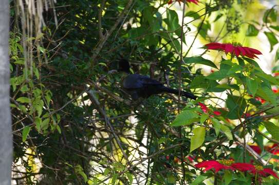 Image of Purple-crested Turaco