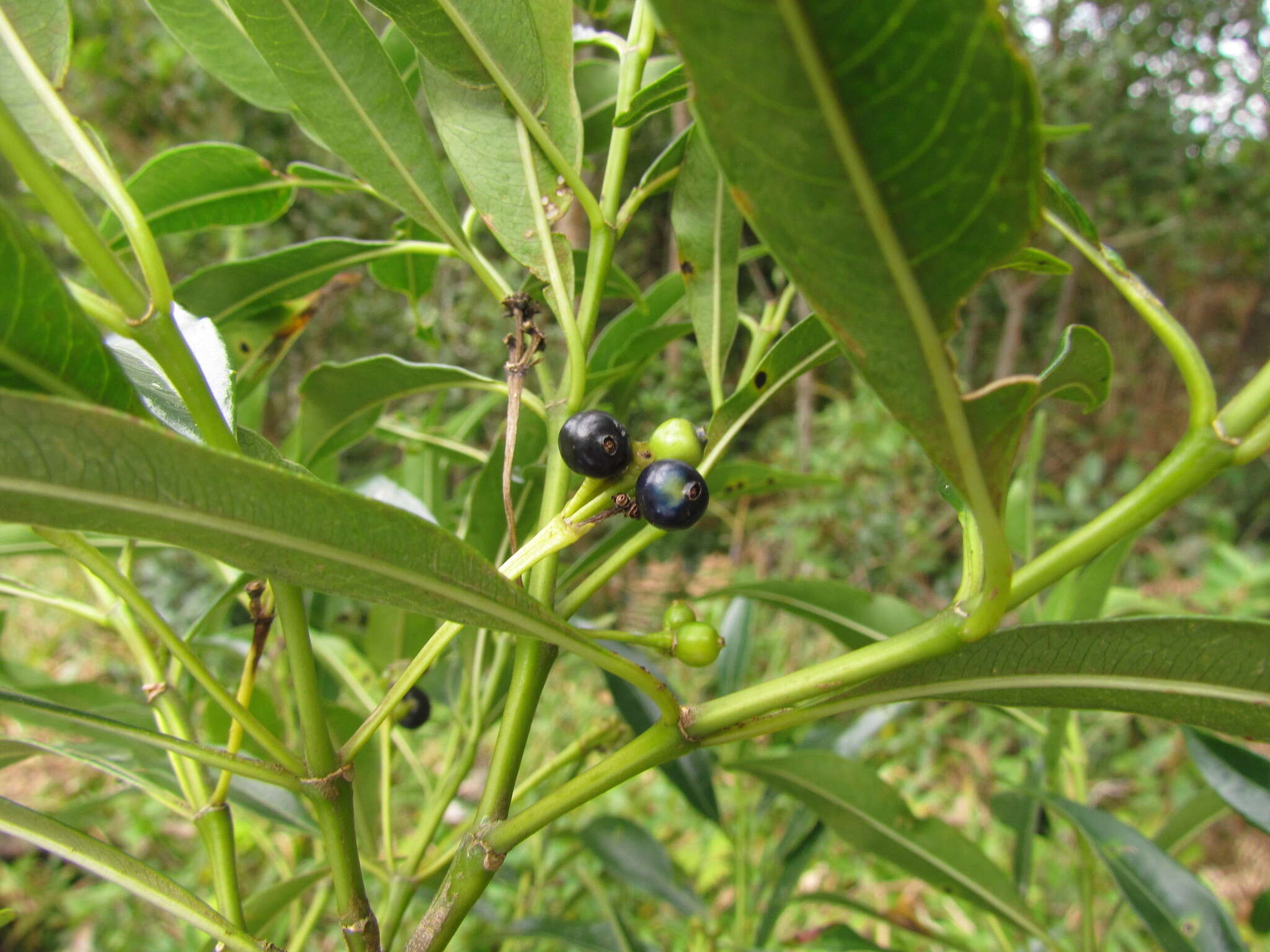 Image of Palicourea sessilis (Vell.) C. M. Taylor