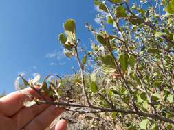 Image of alderleaf mountain mahogany