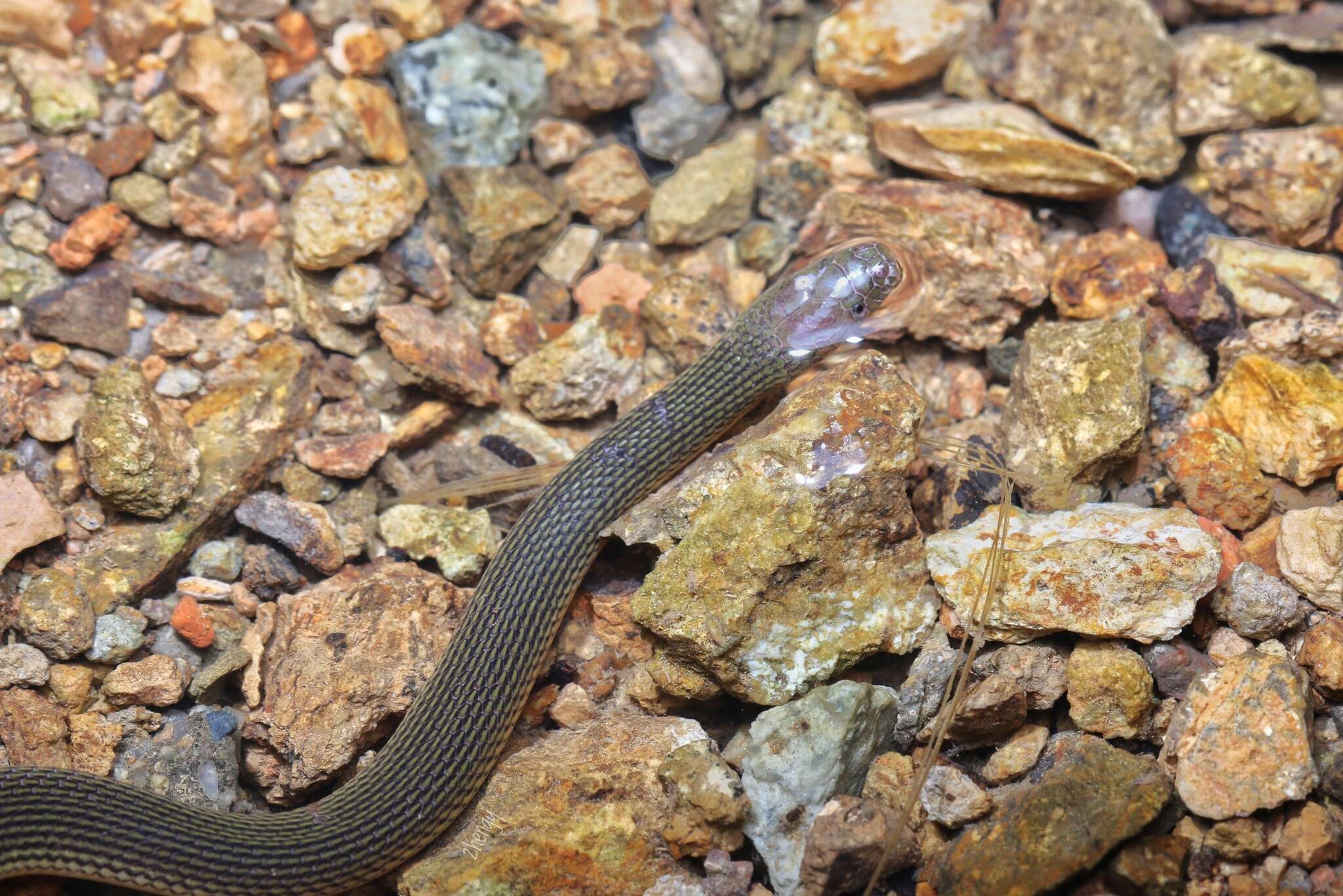 Opisthotropis latouchii (Boulenger 1899) resmi